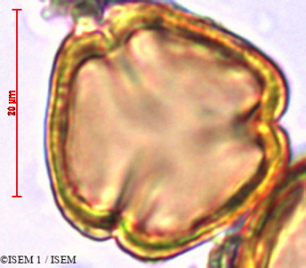 Saracha punctata - lame n° 29453